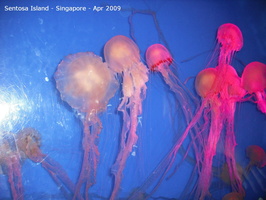 20090422 Singapore-Sentosa Island  20 of 38 